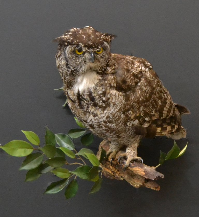 Bird mount
