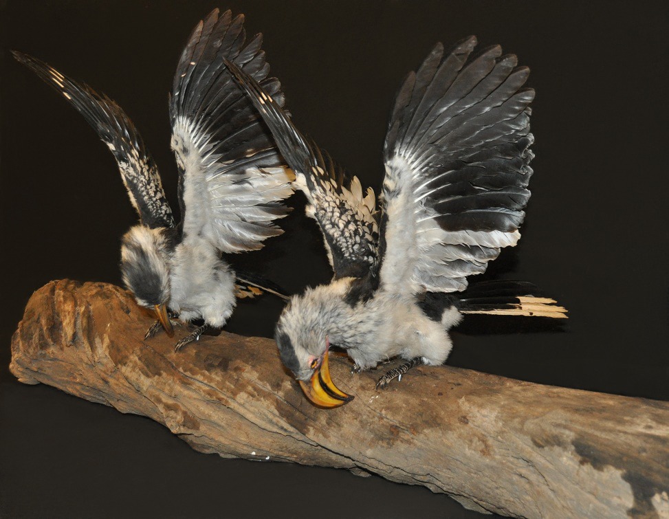 Bird mount