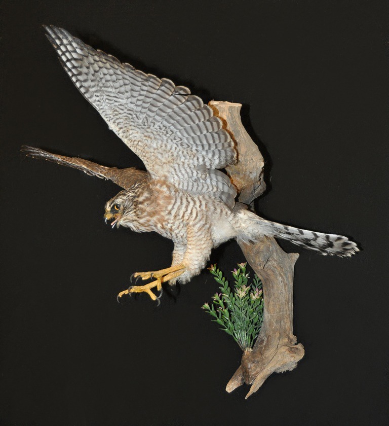 Bird mount