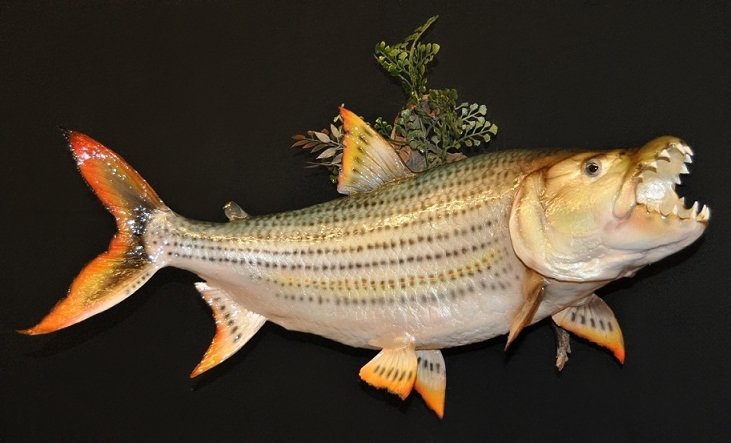 Fish mount