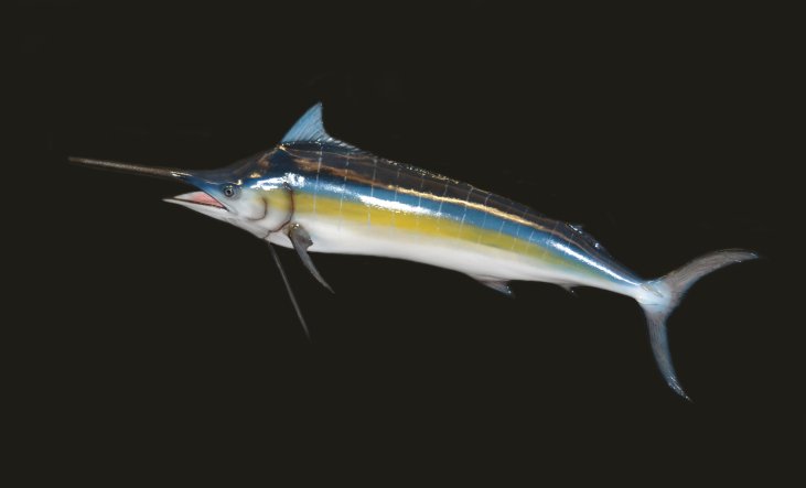 Fish mount