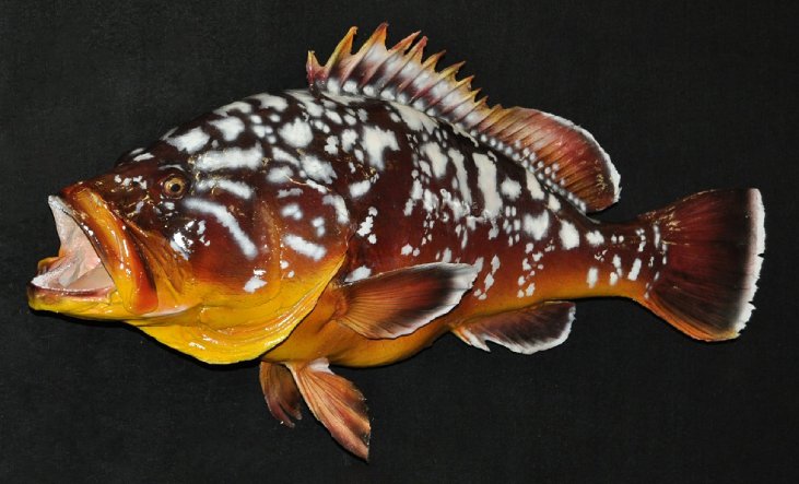 Fish mount
