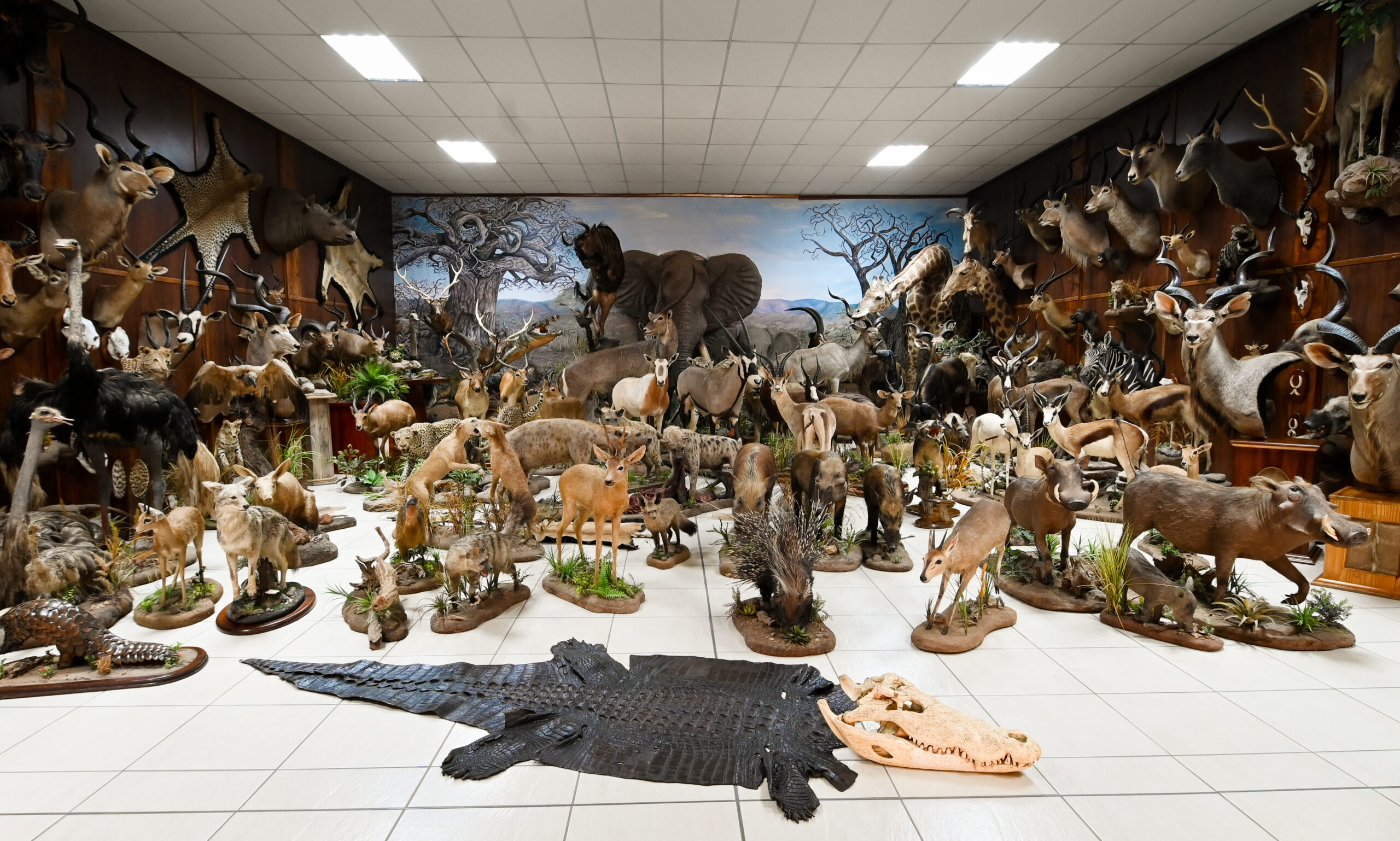 The Field and Stream Taxidermy showroom