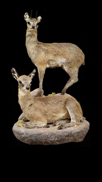 Full mount