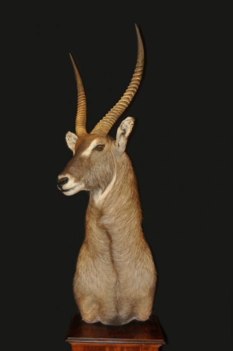 Pedestal mount