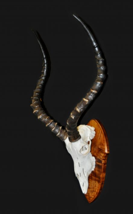 Skull mount