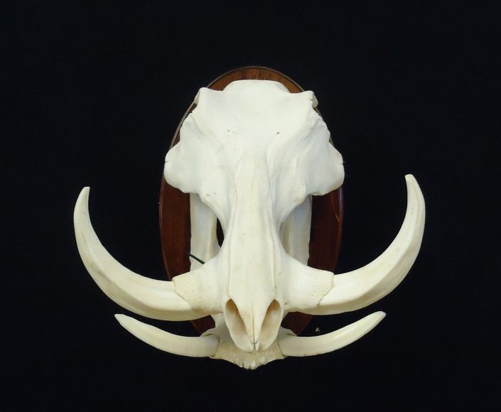 Skull mount