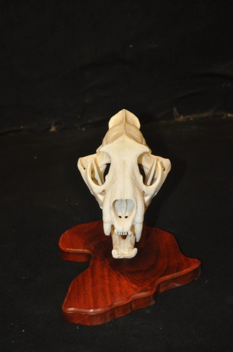 Skull mount