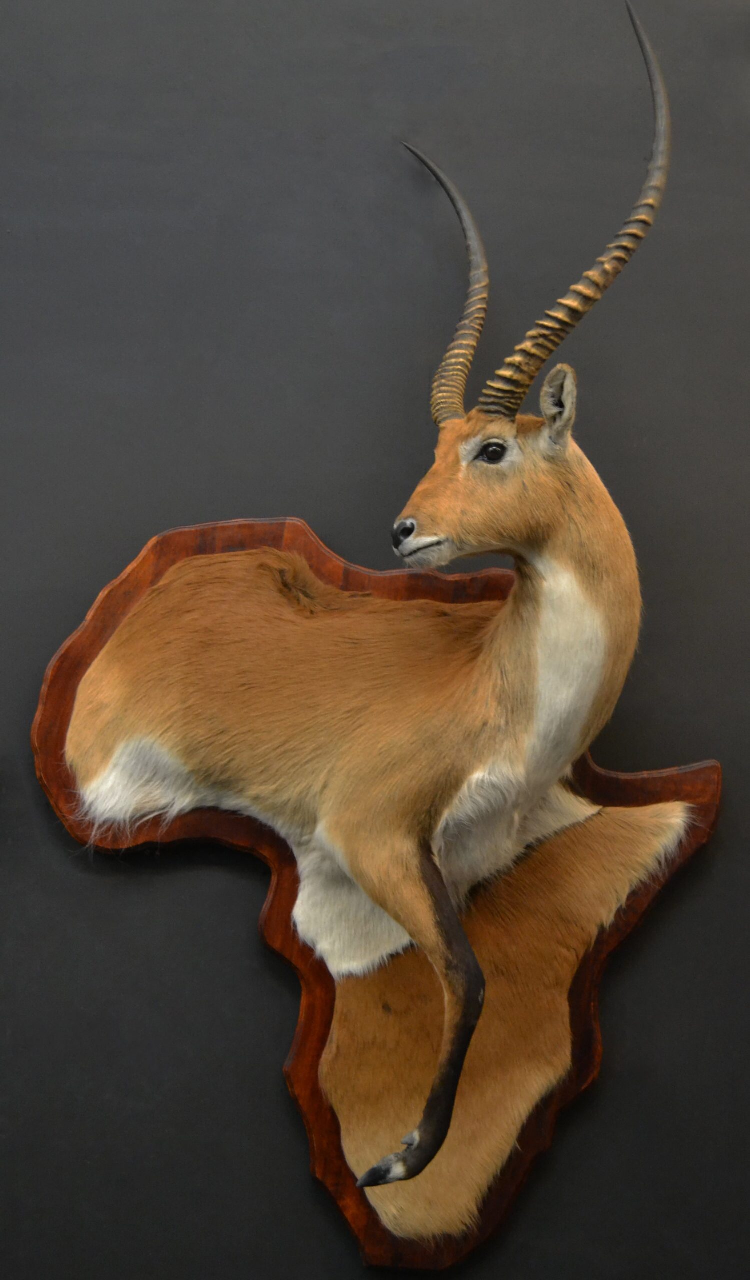 Wall art mount